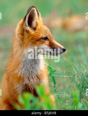A red fox maintains an alert posture just outside the den Stock Photo