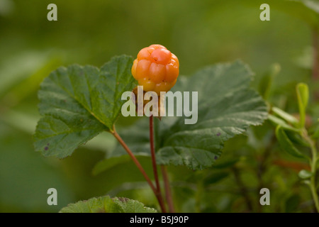 Cloudberry Rubus chamaemorus in fruit edible North Britain Stock Photo