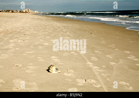 Lone conch shell on the beach amid footprints and bicycle tire tracks in Jacksonville Beach, Florida Stock Photo