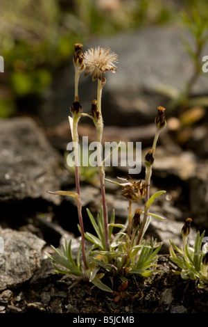 Dwarf cudweed Gnaphalium supinum Omalotheca supina very rare in north UK Stock Photo
