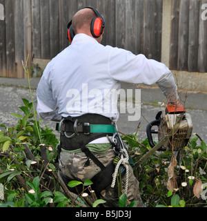 Back view of ban working with chainsaw in tall laurel garden hedge to prune back height of branches partly overhanging pavement Stock Photo