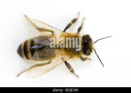Honeybee Apis mellifera Stock Photo