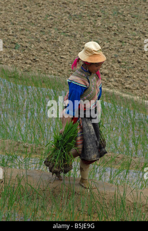 Flower Hmong Peasant working in rice fields  Northern Vietnam Stock Photo