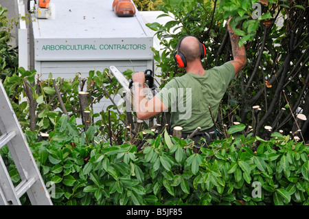 Man working in tall laurel garden hedge to prune back height of branches with Arboricultural contractors sign on parked lorry Stock Photo