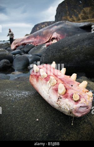 Jaw section of beached sperm whale - Physeter macrocephalus - washed ashore on coast near Eggum Vestvagoy Lofoten Islands Norway Stock Photo