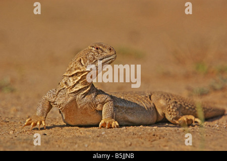 spiny tailed lizard Uromastyx hardwickii on the ground in the desert of kutch, in Gujarat, India Stock Photo