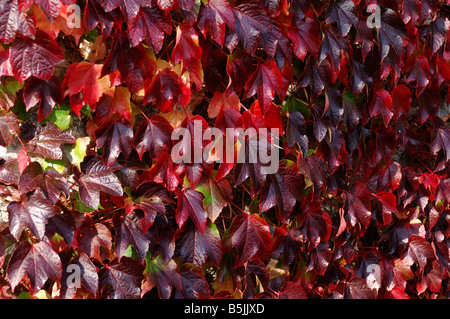 Boston ivy Parthenocissus tricuspidata foliage on stone barn turning red in autumn Stock Photo