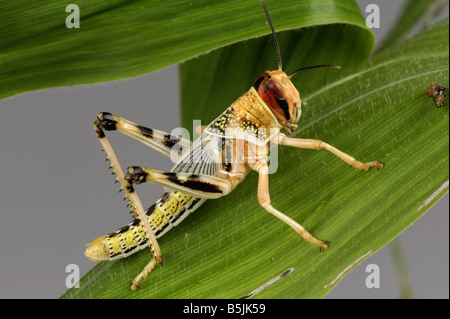 Desert locust Schistocerca gregaria hopper nymph head on on a maize leaf Stock Photo