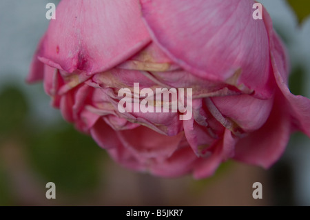 Faded rose flower head in garden, Harpenden, Hertfordshire, England, UK Stock Photo
