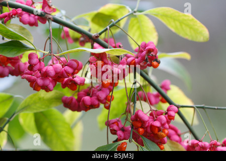 SPINDLE TREE Euonymus europaeus BRANCH WITH RIPE BERRIES Stock Photo