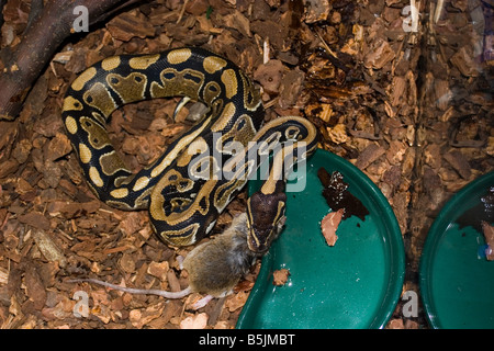 Ball python eating a mouse Stock Photo - Alamy