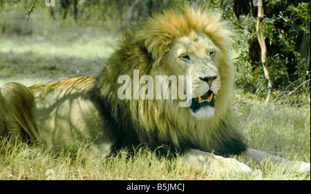 Adult Male African Wild Lion Full Mane Resting in Shade Stock Photo