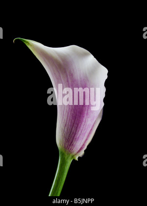 Calla Picasso Lily on Black Background