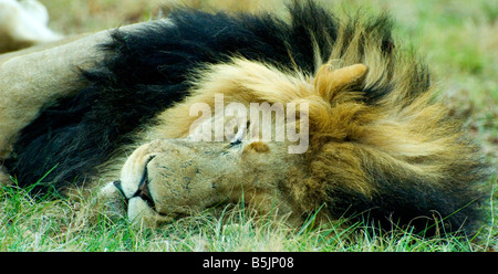 Sleeping Adult Male Lion Stock Photo