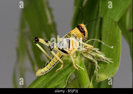 Desert locust Schistocerca gregaria hopper nymph head on on a maize leaf Stock Photo