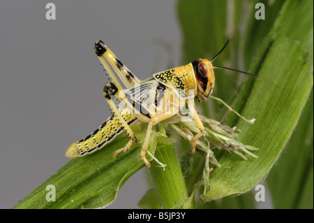 Desert locust Schistocerca gregaria hopper nymph head on on a maize leaf Stock Photo