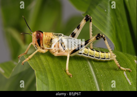 Desert locust Schistocerca gregaria hopper nymph head on on a maize leaf Stock Photo