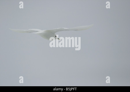 Ivory Gull, Pagophila eburnea, in flight in the Arctic Stock Photo