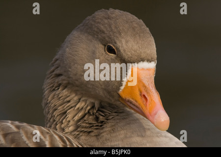 Greylag Goose (Anser Anser), Kelsey Park, Beckenham Stock Photo