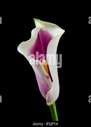Calla Picasso Lily on Black Background