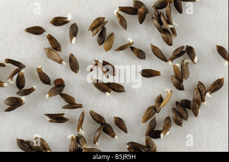 Lettuce seeds on a wet filter paper beginning to germinate Stock Photo