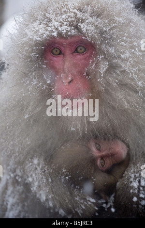 Jigokudani National Monkey Park, Nagano, Japan: Japanese Snow Monkeys (Macaca fuscata) in winter Stock Photo