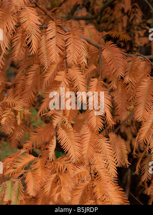 Dawn Redwood Metasequoia Glyptostroboides Stock Photo Alamy