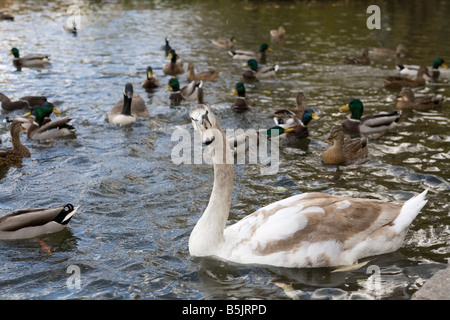 A mute swan Cygnus olor among many ducks on the lake in Prospect Park Brooklyn NY Stock Photo