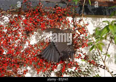 BLACKBIRD Turdus merula PICKING BERRY IN COTONEASTER BUSH Stock Photo