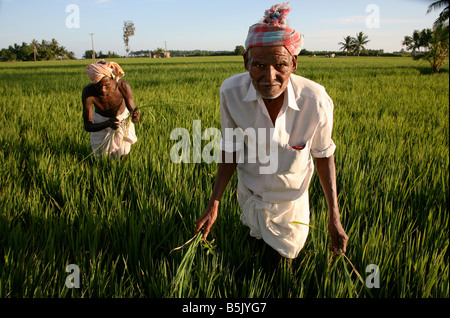 Rice farmer back in his rice paddy desalinated after Tsunami Cuddalore region Tamil Nadu checking his crop Stock Photo