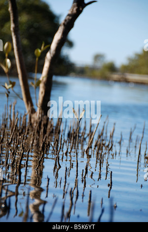 Mangrove shoots up to seek the sunlight Stock Photo