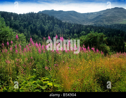 france auvergne col de cer Stock Photo