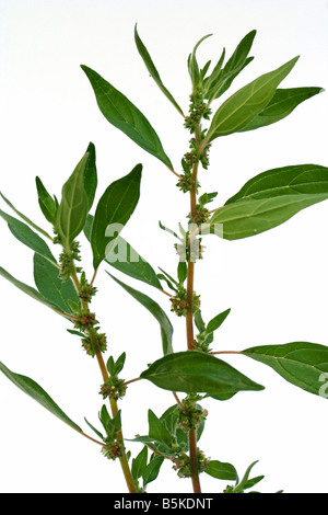 Pellitary of the wall Parietaria officinalis Stock Photo