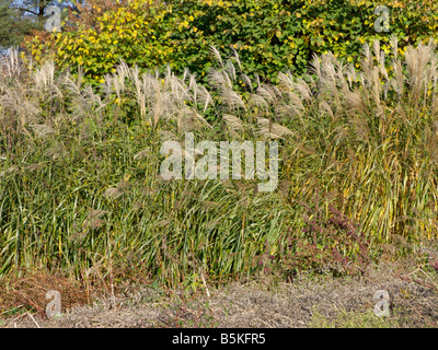 Giant silver grass (Miscanthus x giganteus) Stock Photo