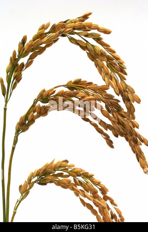 Ear of rice. Close-up to rice seeds in ear of paddy. Beautiful golden ...