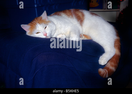 Sleeping Cat Ginger & White Tom Stock Photo