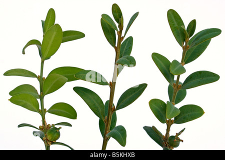 Box Buxus sempervirens Stock Photo