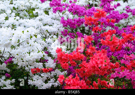 azaleas Stock Photo