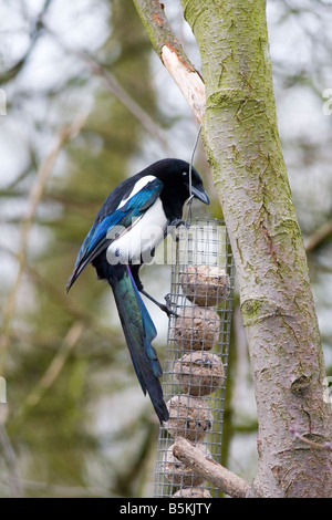 Magpie - Pica pica stealing raiding food Stock Photo