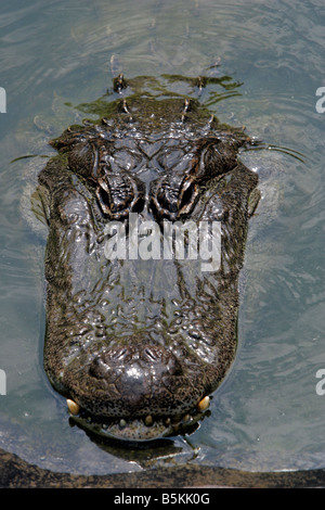 The head of an alligator sticking out of the water Stock Photo