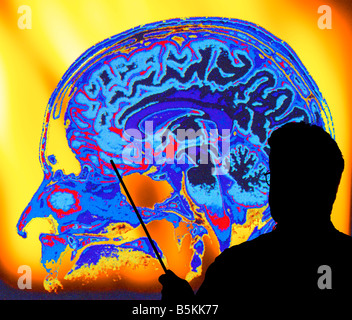 doctor studying color coded human skull Stock Photo