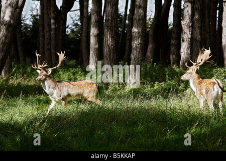 Wild deer in the Phoenix Park Dublin 8 Ireland Stock Photo