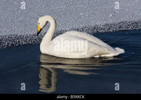 Hokkaido Japan Single Whooper Swan Cygnus cygnus on an open section of frozen Lake Kussharo Akan National Park Stock Photo