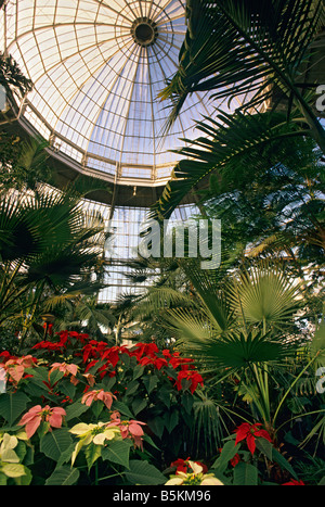 POINSETTIA PLANTS IN BLOOM IN THE PALM DOME, MARJORIE MCNEELY CONSERVATORY, COMO PARK, ST. PAUL, MINNESOTA.  DECEMBER. Stock Photo
