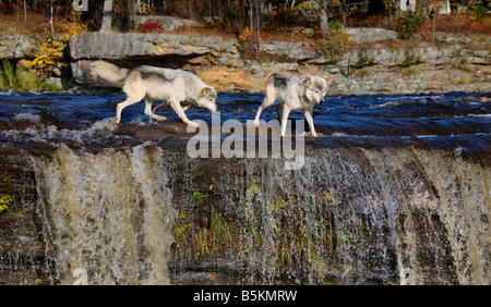 Wolves looking over the edge of a waterfall on the Kettle River Banning State Park Gray Timber wolf Canis Lupus Minnesota USA Stock Photo