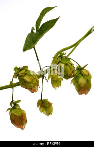 Sprig of green hops cones with leaves isolated on a white background ...