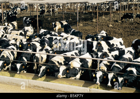 Holstein steers feed lot. Stock Photo