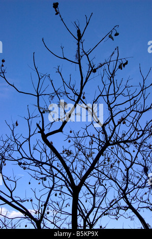 Silhouette of tree branches backlit against a blue sky with white ...