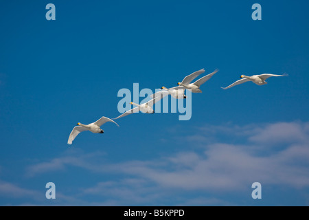 Hokkaido Japan Whooper Swans Cygnus cygnus flying in a formation over Lake Kussharo Akan National Park Stock Photo