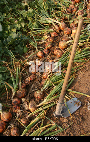 Onions in a kitchen garden Stock Photo